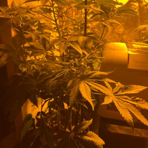 Royal Medic growlog timeline photo