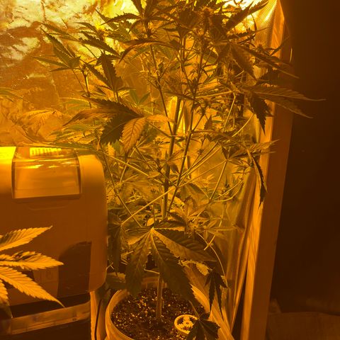 Quick One growlog timeline photo