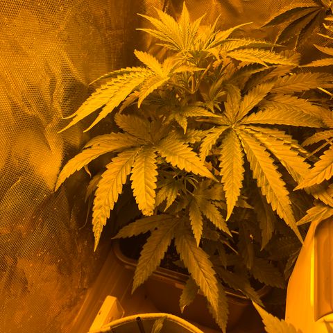 Special Kush #1 RQS growlog timeline photo