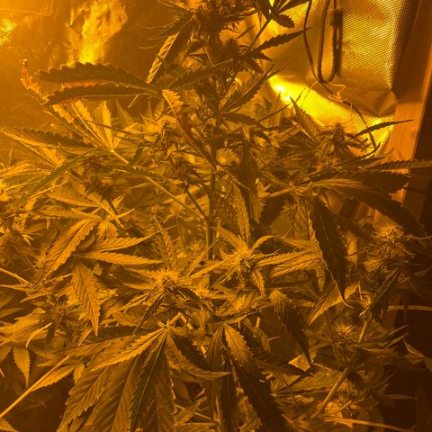 Quick One growlog timeline photo