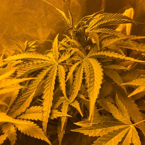Special Kush #1 RQS growlog timeline photo