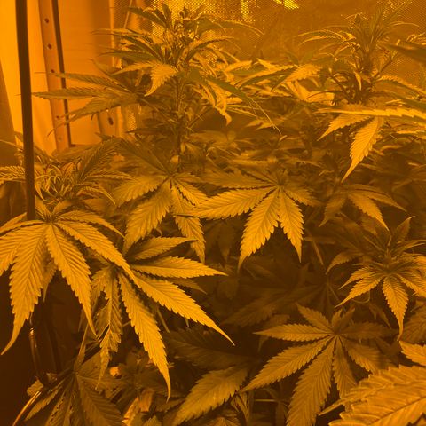 Royal Medic growlog timeline photo