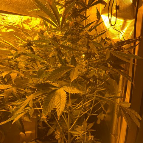 Quick One growlog timeline photo