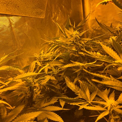 Special Kush #1 RQS growlog timeline photo