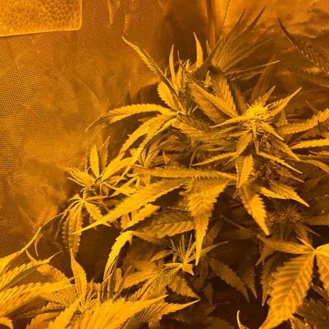 Special Kush #1 RQS growlog timeline photo