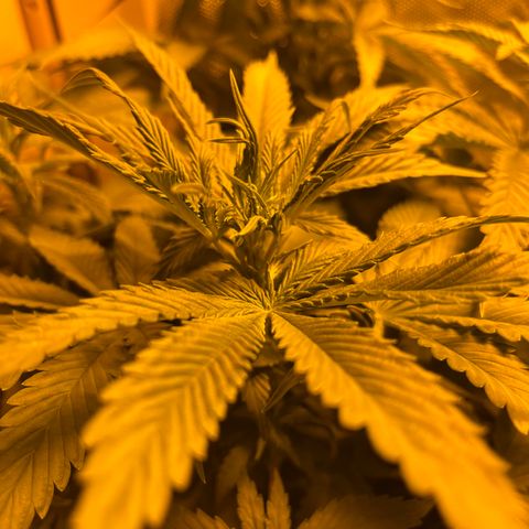 Royal Medic growlog timeline photo