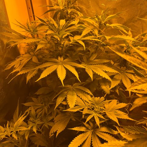 Royal Medic growlog timeline photo