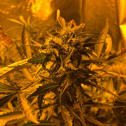 Quick One growlog timeline photo