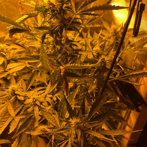Quick One growlog timeline photo