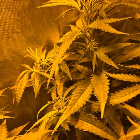 Special Kush #1 RQS growlog timeline photo