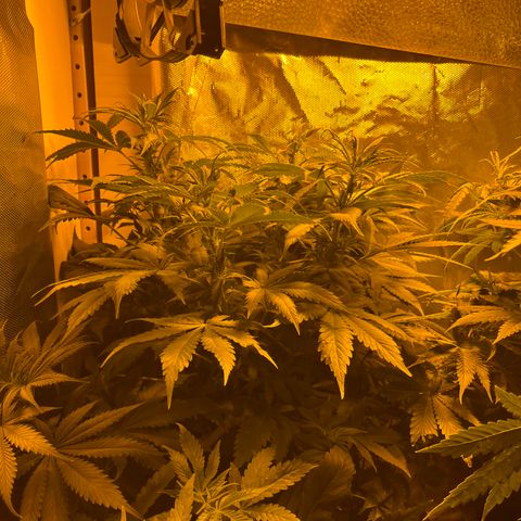 Royal Medic growlog timeline photo