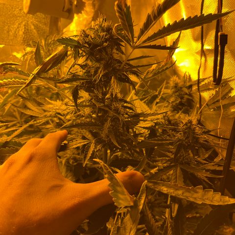 Quick One growlog timeline photo