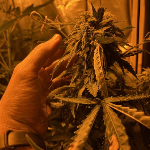 Quick One growlog timeline photo