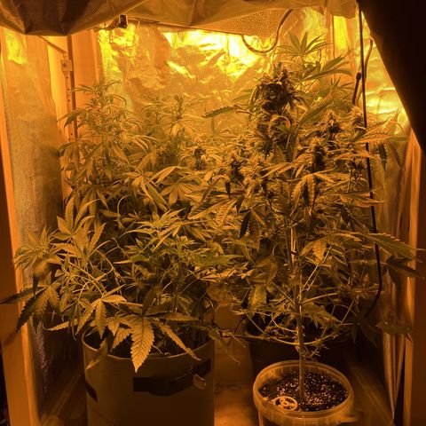 Quick One growlog timeline photo