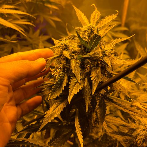 Quick One growlog timeline photo