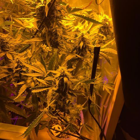 Quick One growlog timeline photo