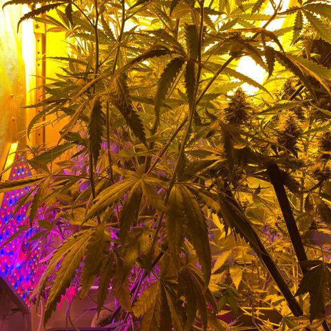 Special Kush #1 RQS growlog timeline photo