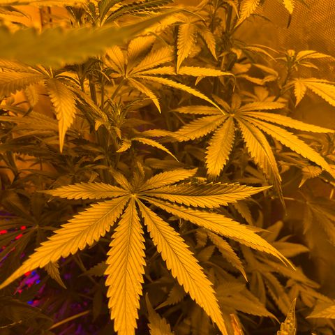 Royal Medic growlog timeline photo