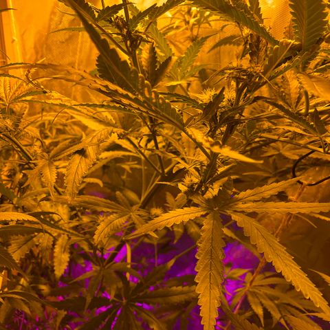 Special Kush #1 RQS growlog timeline photo