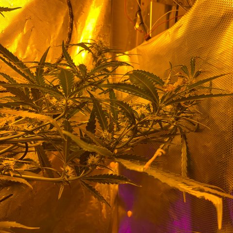 Special Kush #1 RQS growlog timeline photo