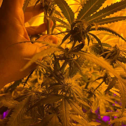 Royal Medic growlog timeline photo