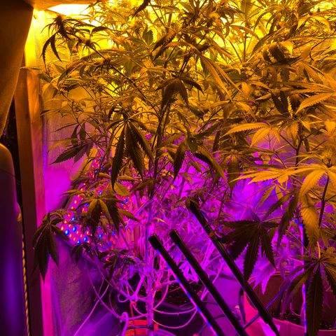 Royal Medic growlog timeline photo