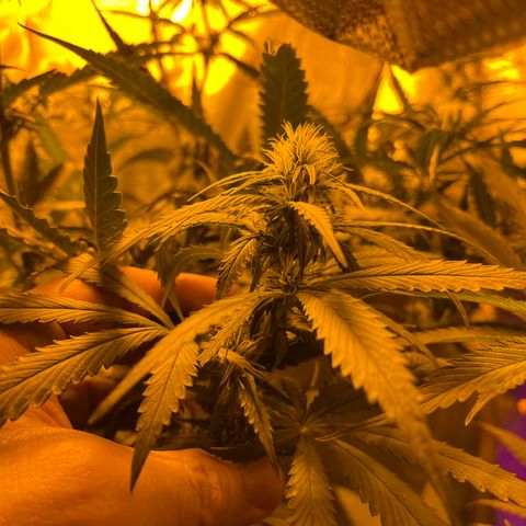 Royal Medic growlog timeline photo