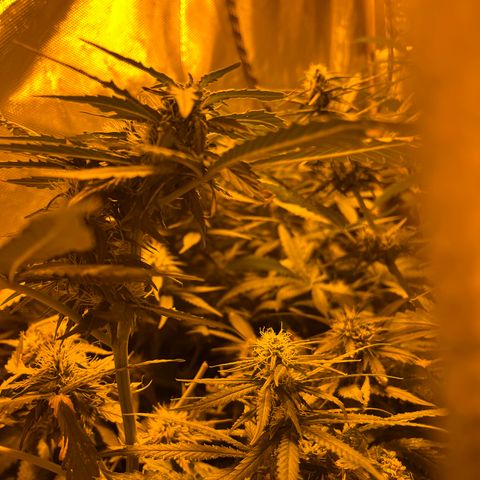 Royal Medic growlog timeline photo
