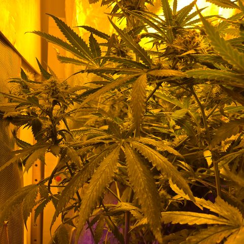 Royal Medic growlog timeline photo