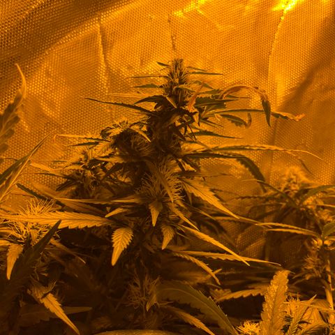 Royal Medic growlog timeline photo
