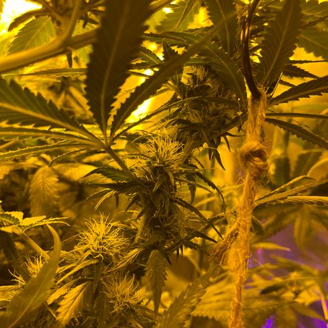 Special Kush #1 RQS growlog timeline photo