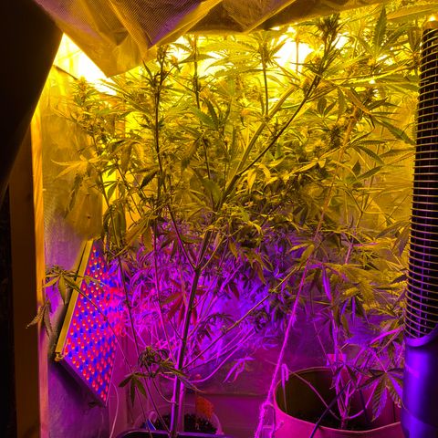 Special Kush #1 RQS growlog timeline photo
