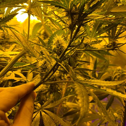 Special Kush #1 RQS growlog timeline photo