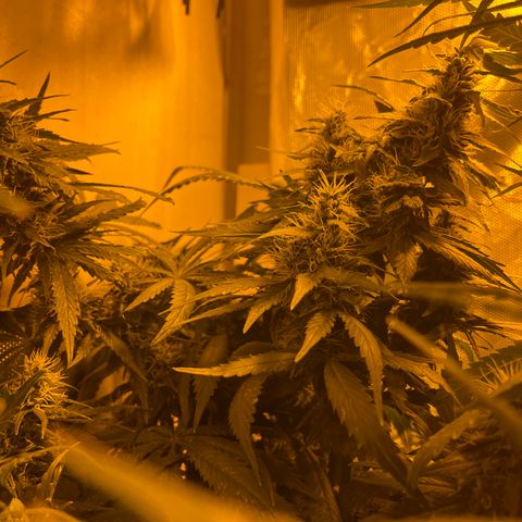 Royal Medic growlog timeline photo