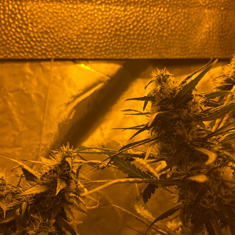 Royal Medic growlog timeline photo