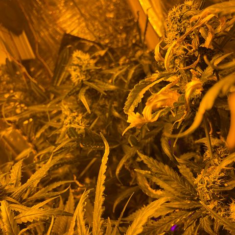Special Kush #1 RQS growlog timeline photo