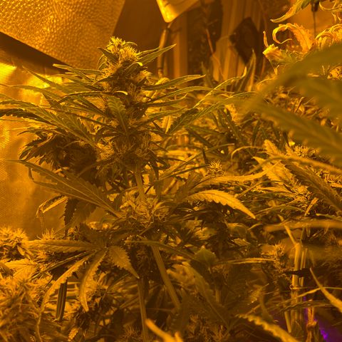 Special Kush #1 RQS growlog timeline photo