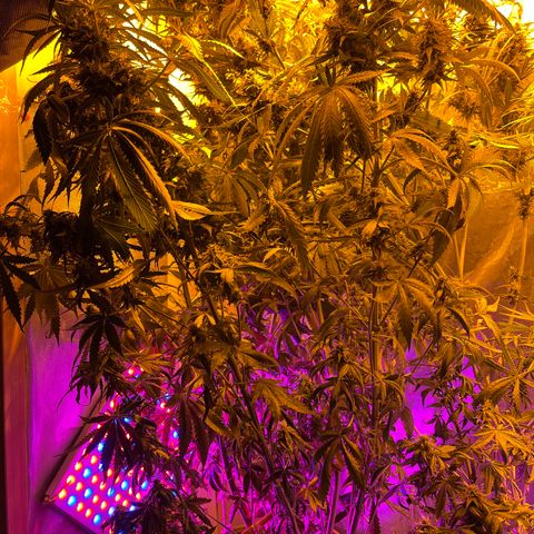 Royal Medic growlog timeline photo
