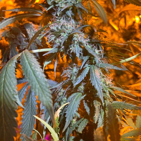 Royal Medic growlog timeline photo
