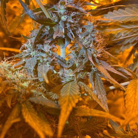 Royal Medic growlog timeline photo