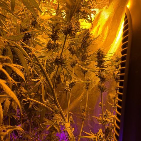 Special Kush #1 RQS growlog timeline photo