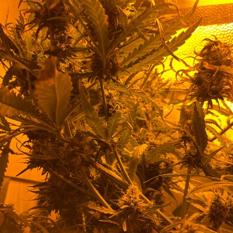 Special Kush #1 RQS growlog timeline photo