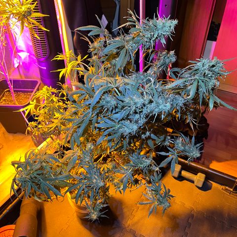 Royal Medic growlog timeline photo