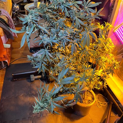Royal Medic growlog timeline photo
