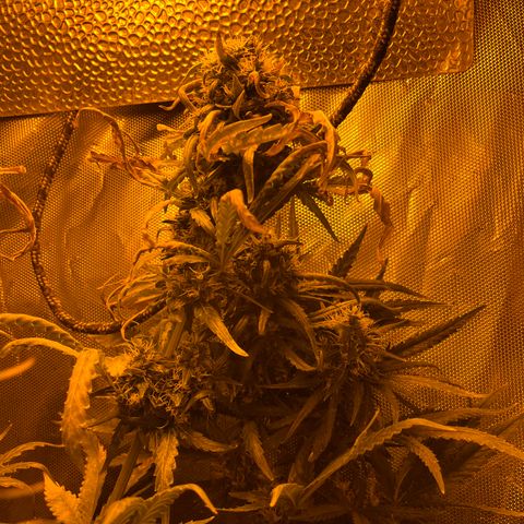 Special Kush #1 RQS growlog timeline photo