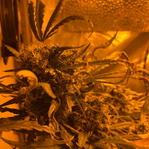 Special Kush #1 RQS growlog timeline photo
