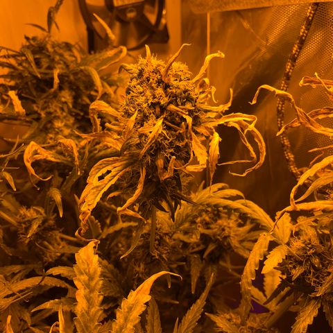 Special Kush #1 RQS growlog timeline photo