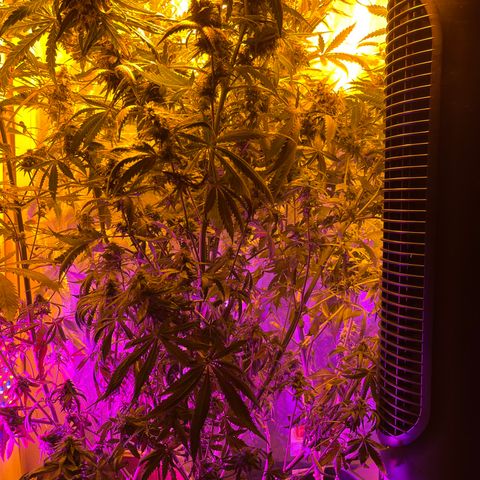 Royal Medic growlog timeline photo