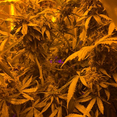 Royal Medic growlog timeline photo