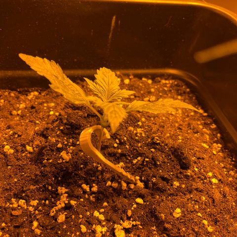 Cheese XXL SX growlog timeline photo